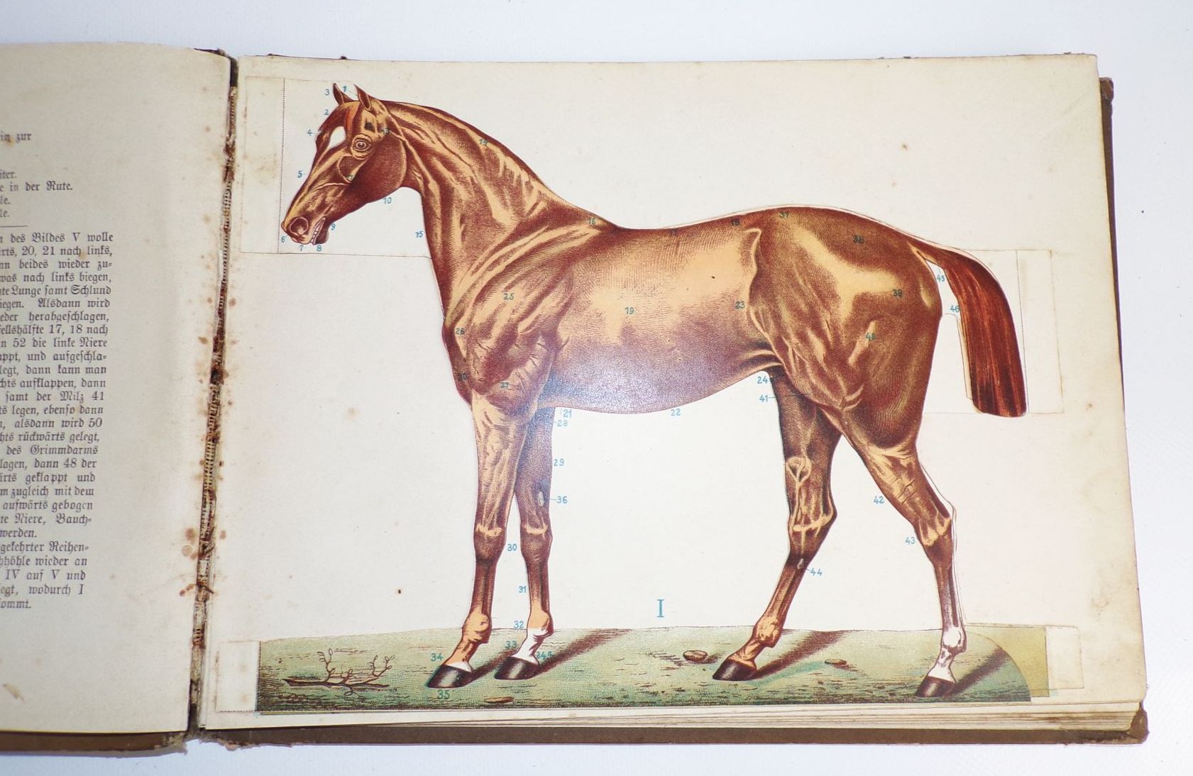 Zerlegbare Modelle zu Dr Lampe Tierheilkunde um 1900