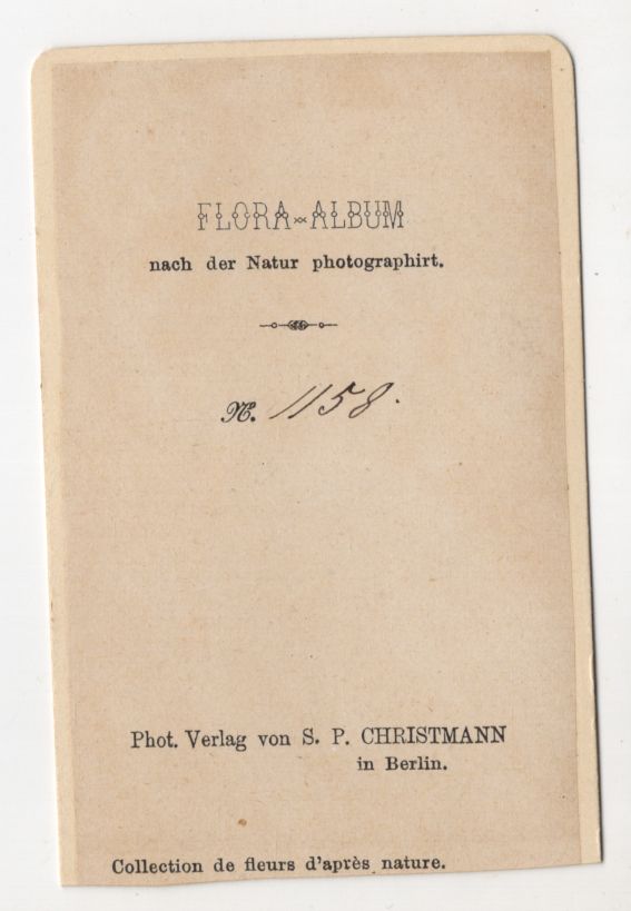 CdV Foto Maiglöckchen Krokus um 1880 koloriert Christmann Berlin CdV Foto Maiglöckchen Krokus um 1880 koloriert Christmann Berlin