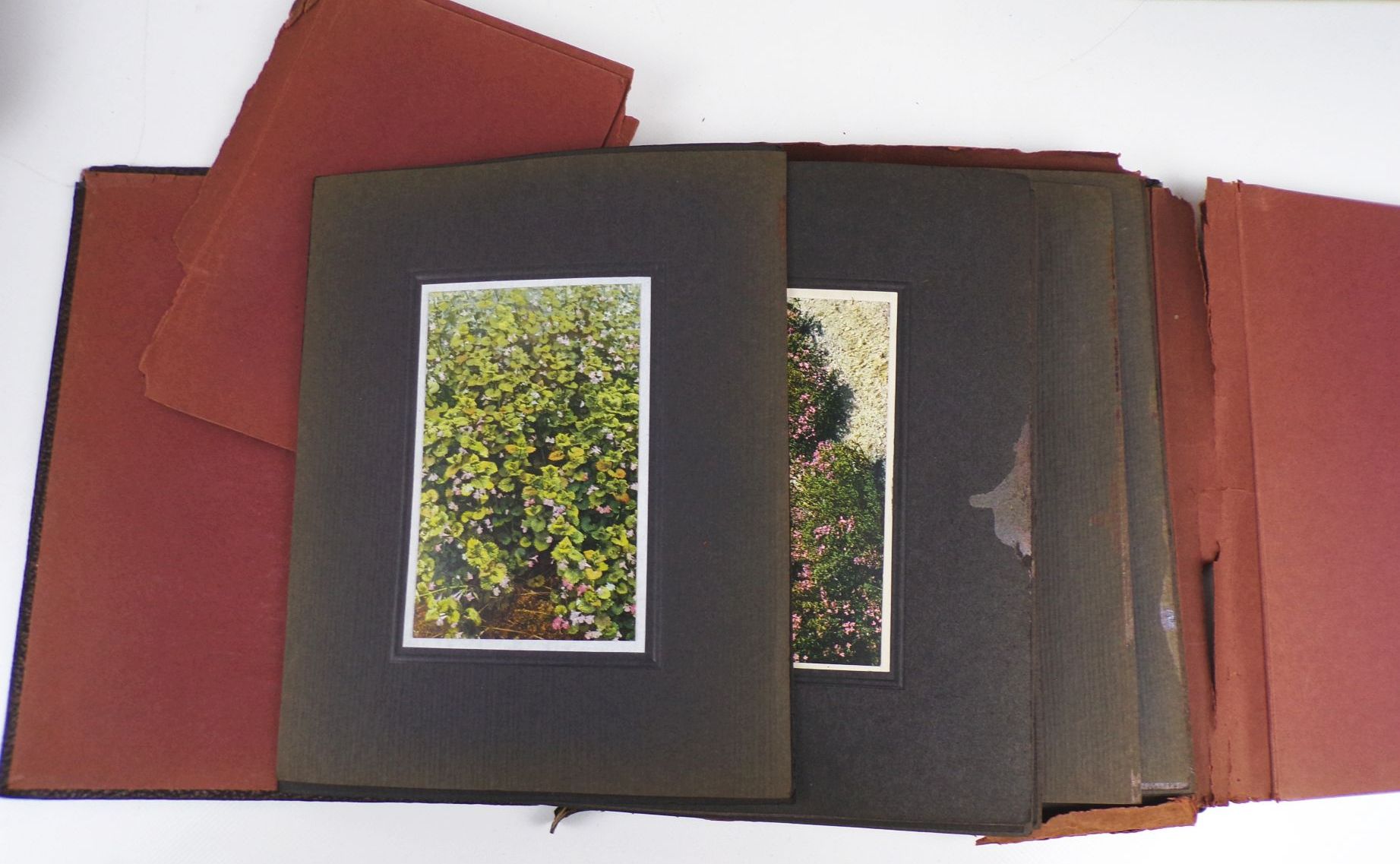 Gehes Arzneipflanzen Karten Heilkräuter Nachschlagewerk 4 x Bildermappe Gehes Arzneipflanzen Karten Heilkräuter Nachschlagewerk 4 x Bildermappe