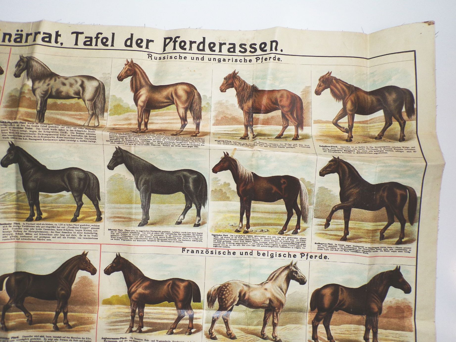 Alte Pferde Karte Pferderassen Litho Bräuer Veterinär Graser Verlag Lehrmittel Wandtafel