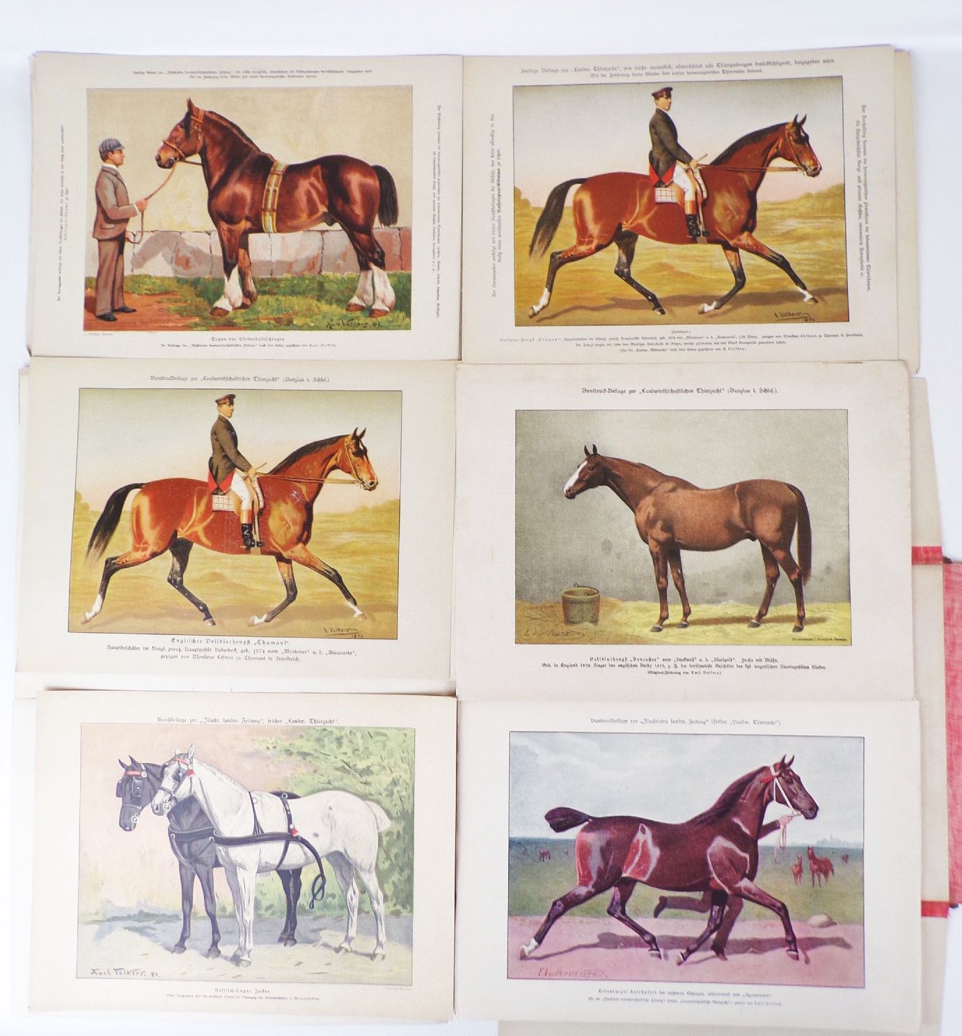 Sammlung von Rassetierbildern Landwirtschaftliche Tierzucht Bunzlau um 1895 Sammlung von Rassetierbildern Landwirtschaftliche Tierzucht Bunzlau um 1895