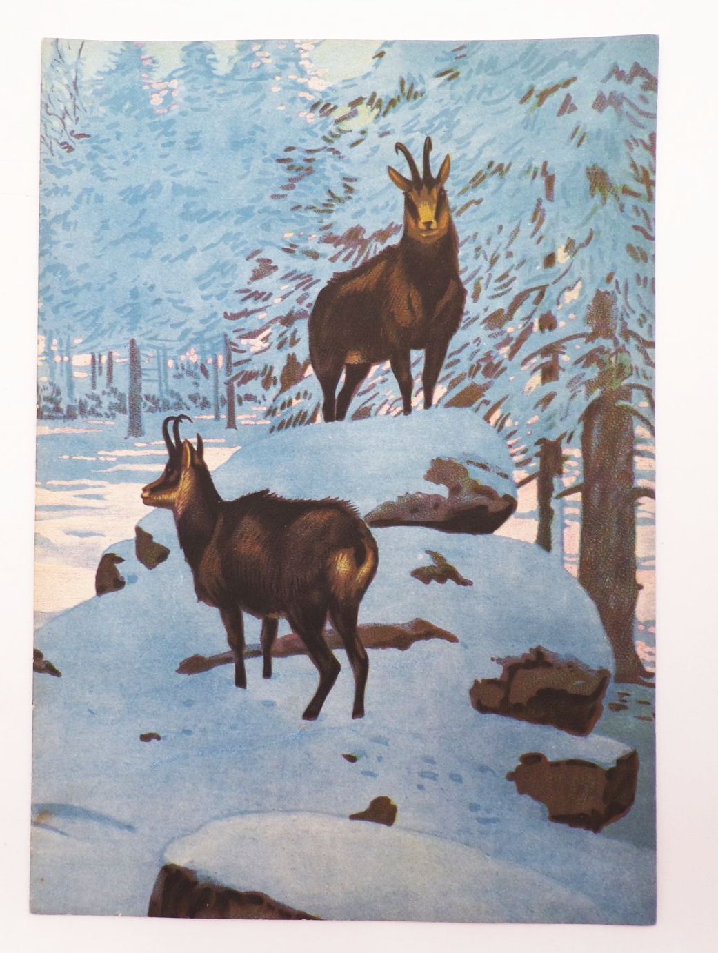 Tierpark Zeitung Hellbrunn München Mai 1938 Franz Murr schönes Cover