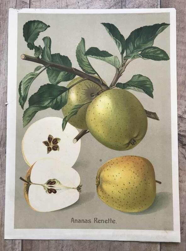 Druck Beilage Ananas Renette um 1900 Pomologie