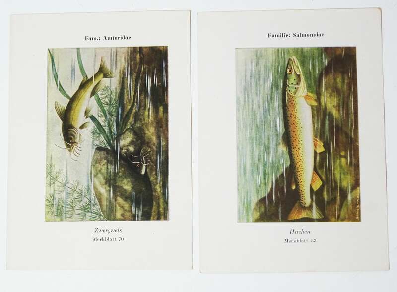 Unsere einheimischen Fische Merkblätter Sammelmappe 1952  Fischfreund Sportverlag 