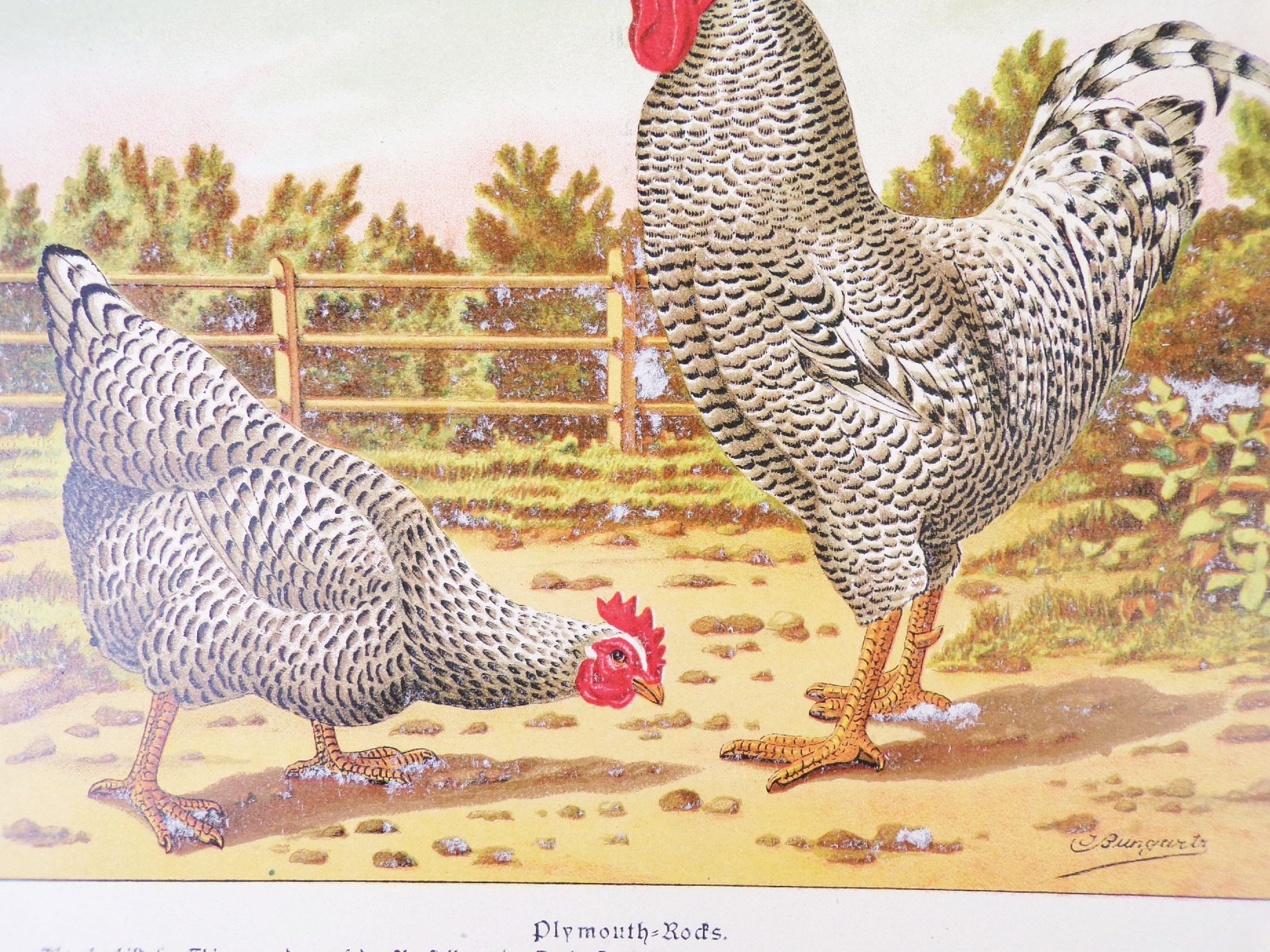 Sammlung von Rassetierbildern Landwirtschaftliche Tierzucht Bunzlau um 1895 Sammlung von Rassetierbildern Landwirtschaftliche Tierzucht Bunzlau um 1895