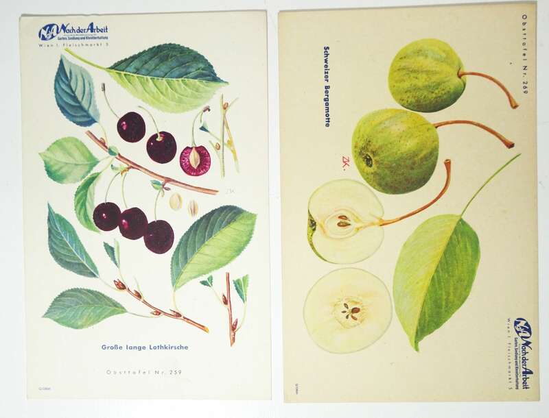 Mappe Nach der Arbeit Pomologie Drucke Nüsse Äpfel Birnen Garten 1930er 