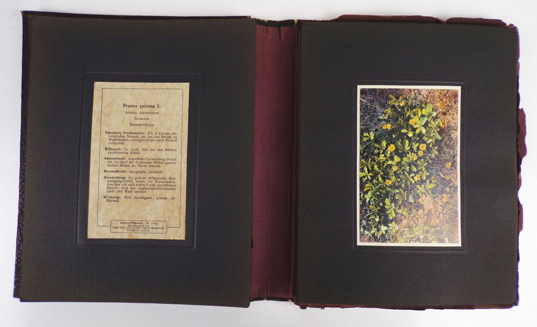 Gehes Arzneipflanzen Karten Heilkräuter Nachschlagewerk 4 x Bildermappe Gehes Arzneipflanzen Karten Heilkräuter Nachschlagewerk 4 x Bildermappe