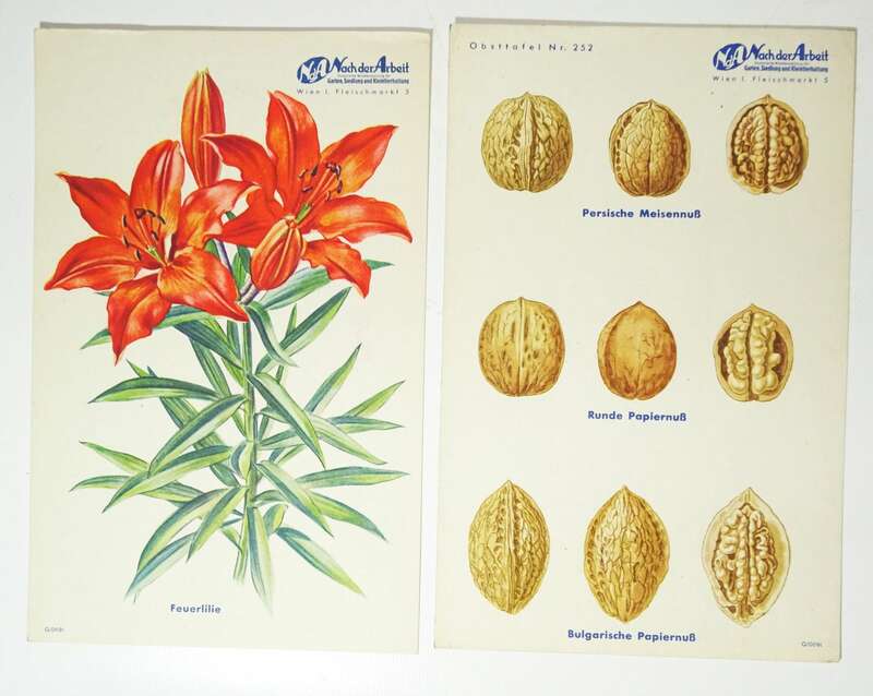 Mappe Nach der Arbeit Pomologie Drucke Nüsse Äpfel Birnen Garten 1930er 