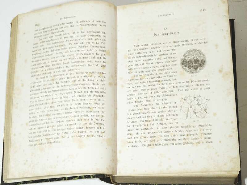 Die Wunder der unsichtbaren Welt enthüllt durch das Mikroskop 1868 Gustav Jäger