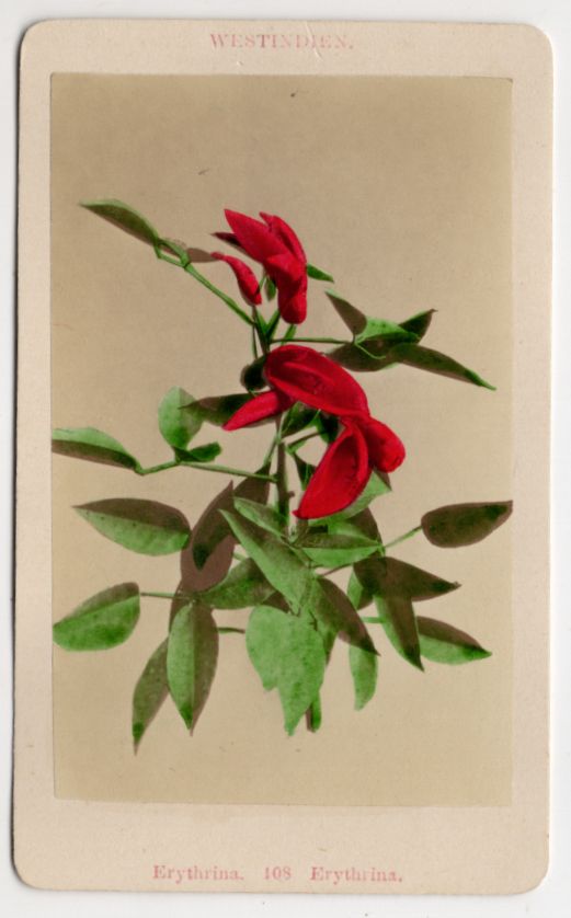 CdV Foto Erythrina Westindien Blume Botanik um 1880 koloriert Blume Antik Fotografie
