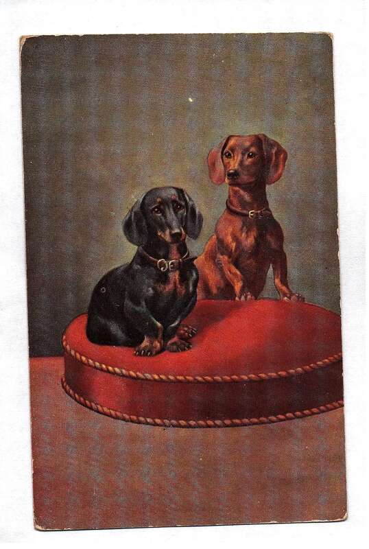 Motivkarte Dackel Hunde Künstlerkarte Ansichtskarte 1908